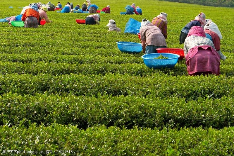采茶的女人俯身劳作的采茶人素材图片