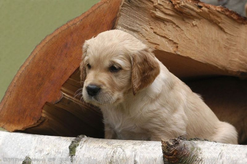 小狗名片木头上的狗狗图片