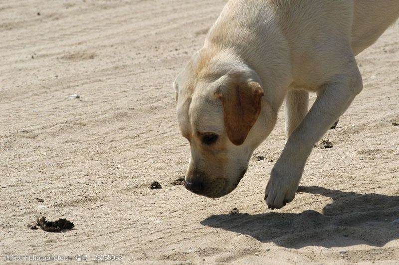 小狗名片沙滩上的狗图片