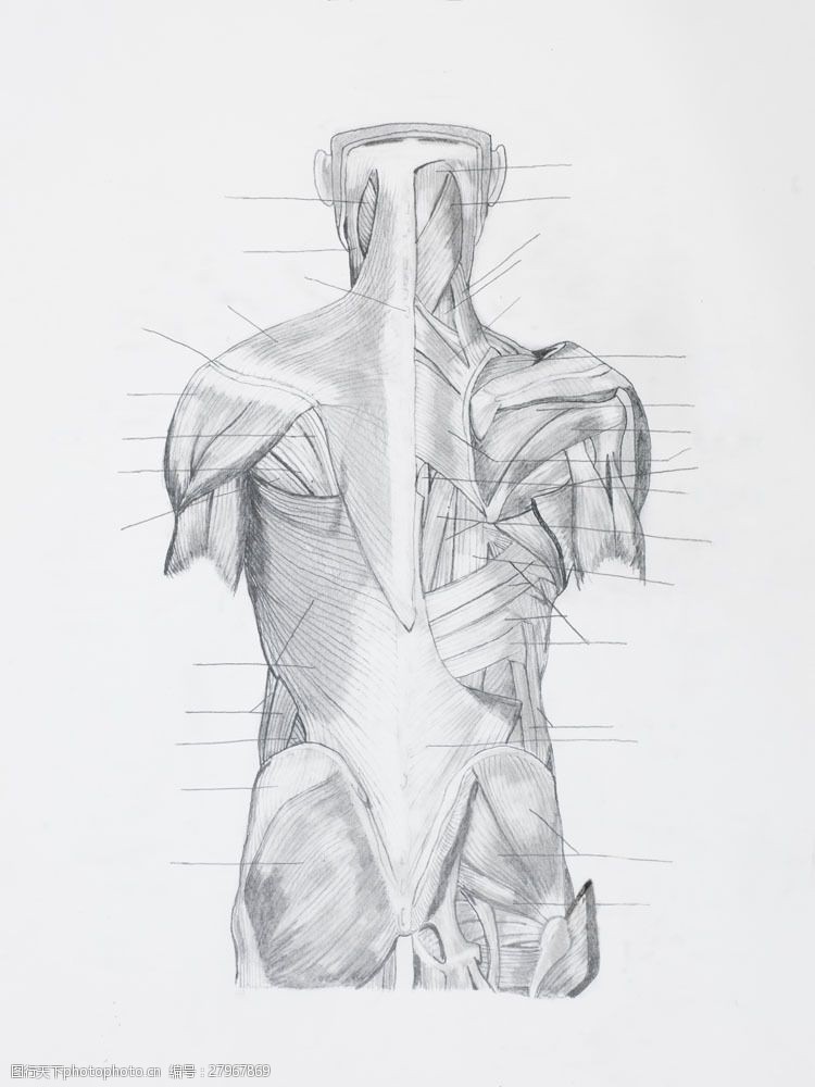 骨骼结构图背部肌肉结构图片