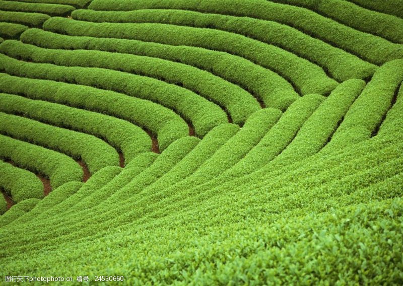 春茶图片修剪整齐的绿色茶园图片