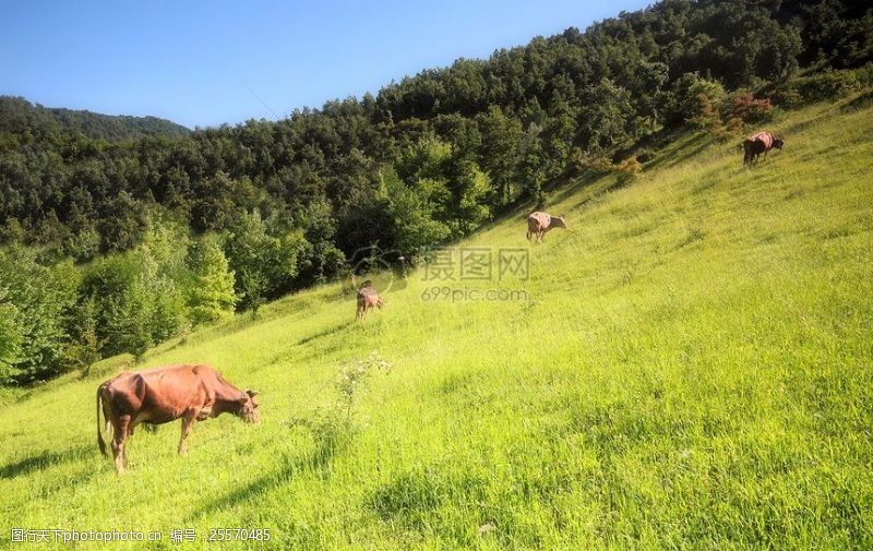 牧羊草坪上的黄牛