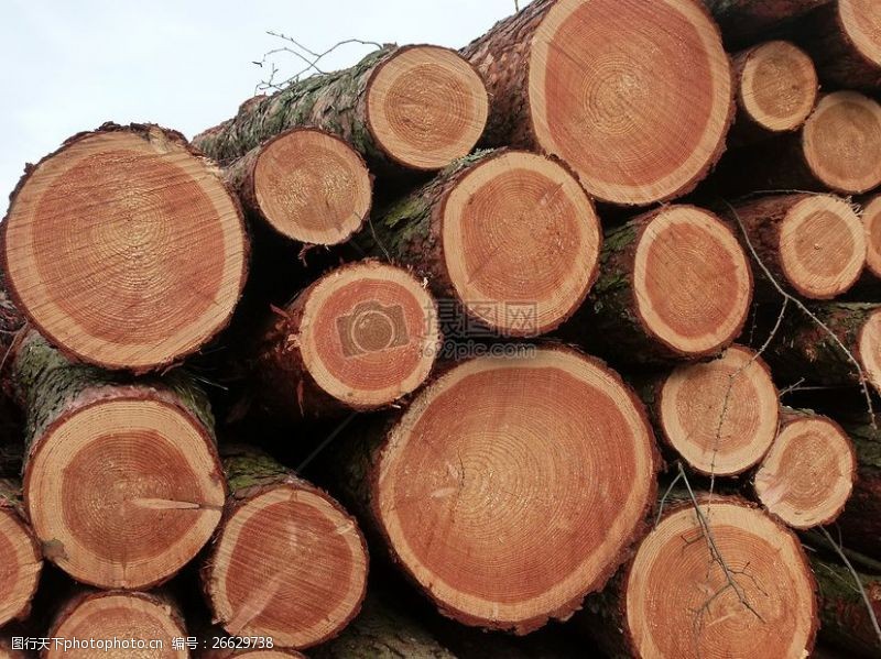 木柴堆积的堆叠树干