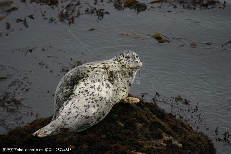 污点被污染了的海豹