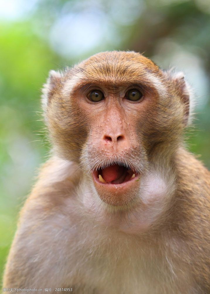 惊讶表情的猴子图片