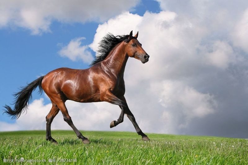 奔跑的马草原上奔跑的骏马图片