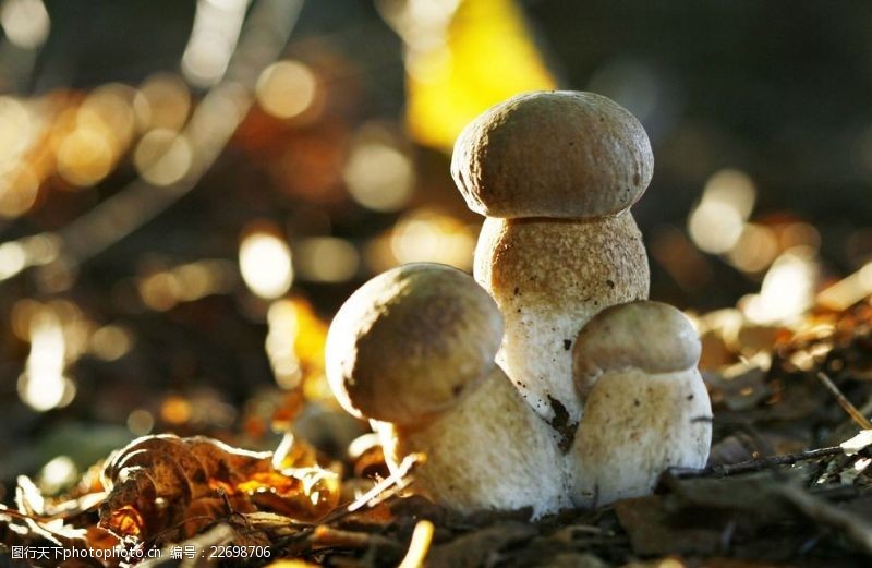 野蘑菇蘑菇