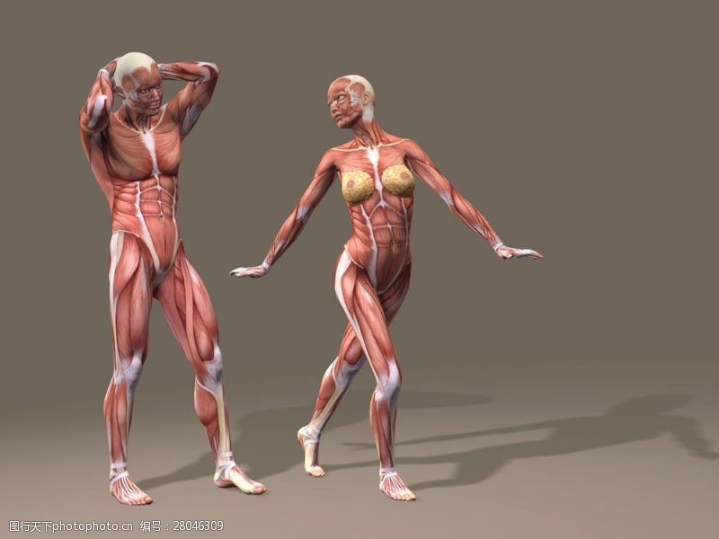 骨骼结构图男性和女性肌肉组织图片