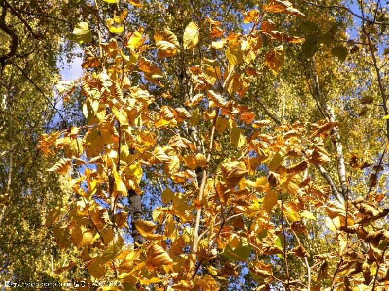 其他风光秋天树木黄叶图片