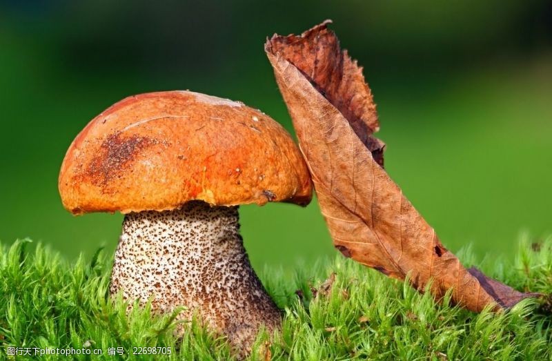 野蘑菇香菇