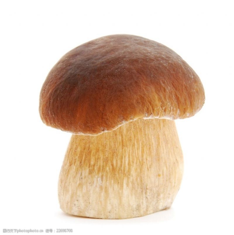 野蘑菇香菇