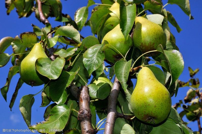 梨图片素材梨子树图片