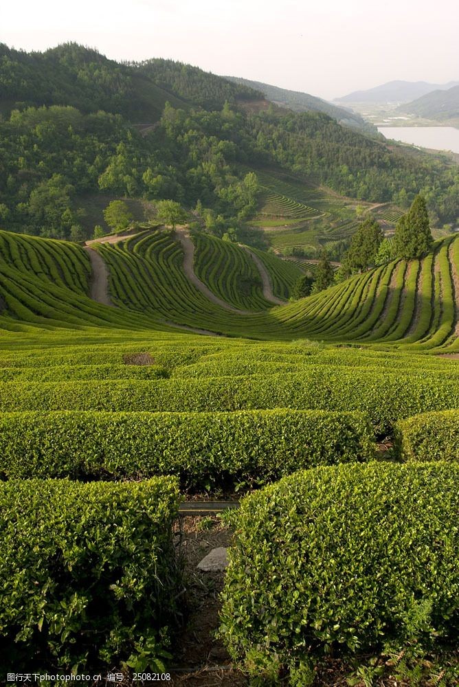 春茶图片种植在山坡上的茶树林素材图片