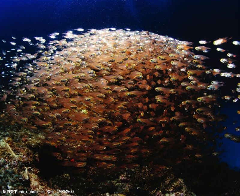 深水鱼海底世界图片图片