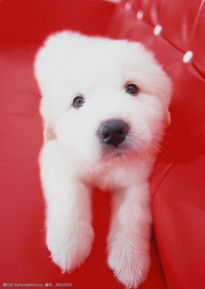 小狗名片沙发上的白色狗狗图片