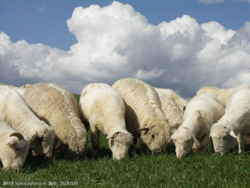 牧羊绵羊图片