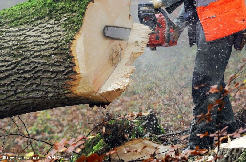 伐木切木头的工人图片