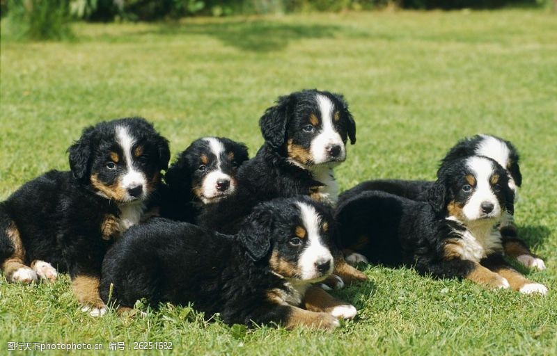 小狗名片草地上六只宠物狗图片