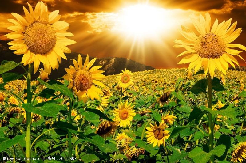 向日葵太阳与葵花图片