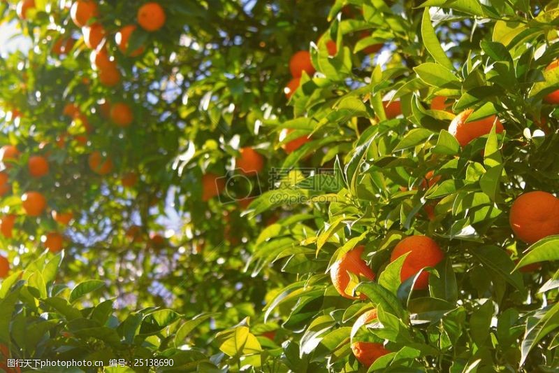 橙色叶子农业农场水果树叶树绿色橘子养殖种植橙色树
