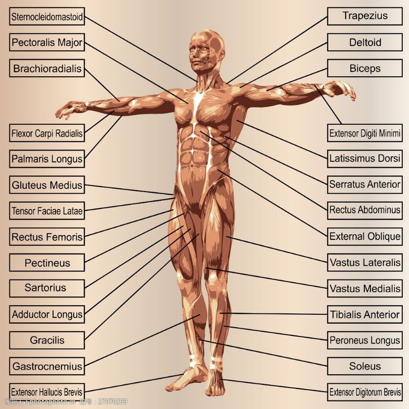 身体器官人体结构图名称图片