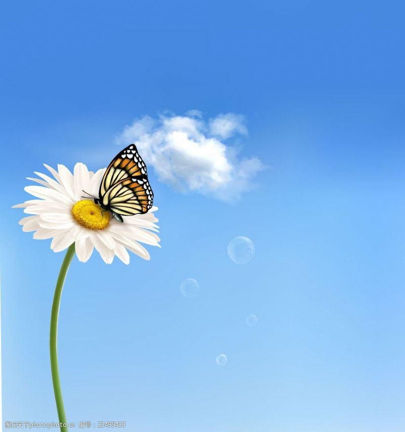 绿色蝴蝶蓝天白云下的菊花