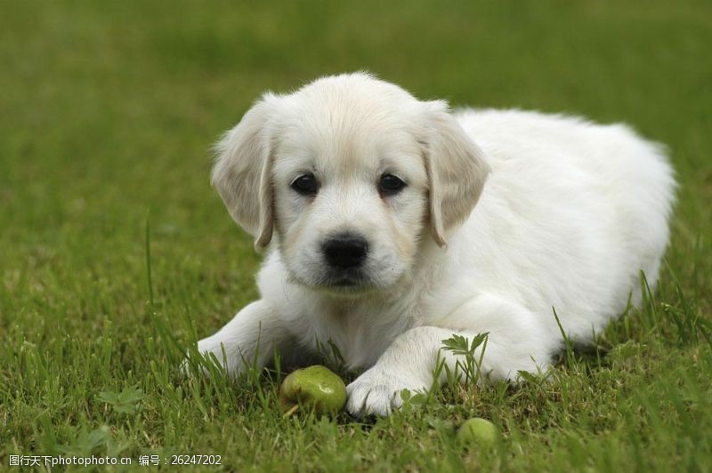 小狗名片草地上玩耍的小狗图片
