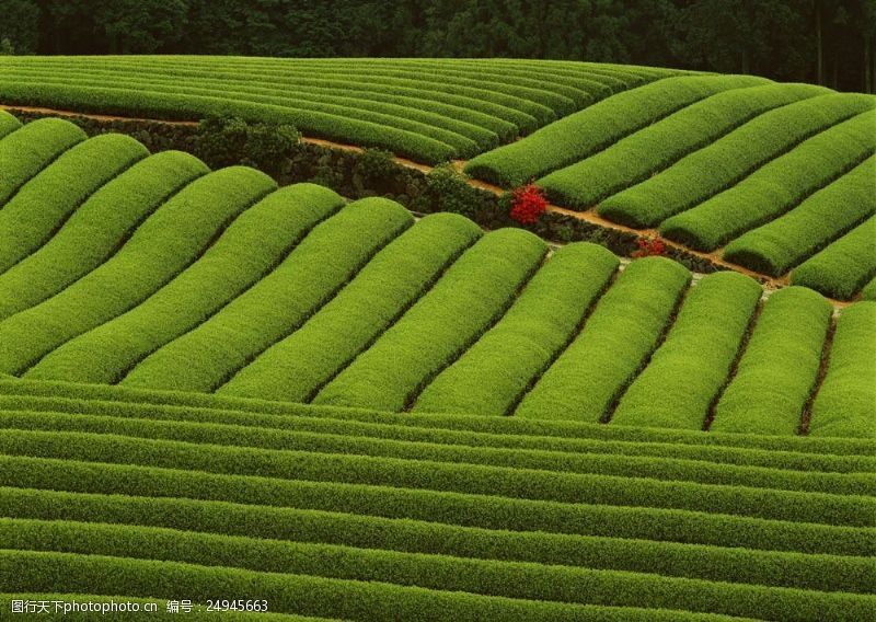春茶图片修剪整齐的绿色茶林图片