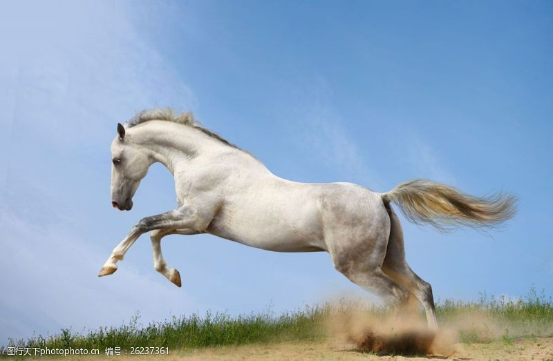 奔跑的马正在奔跑的白马图片