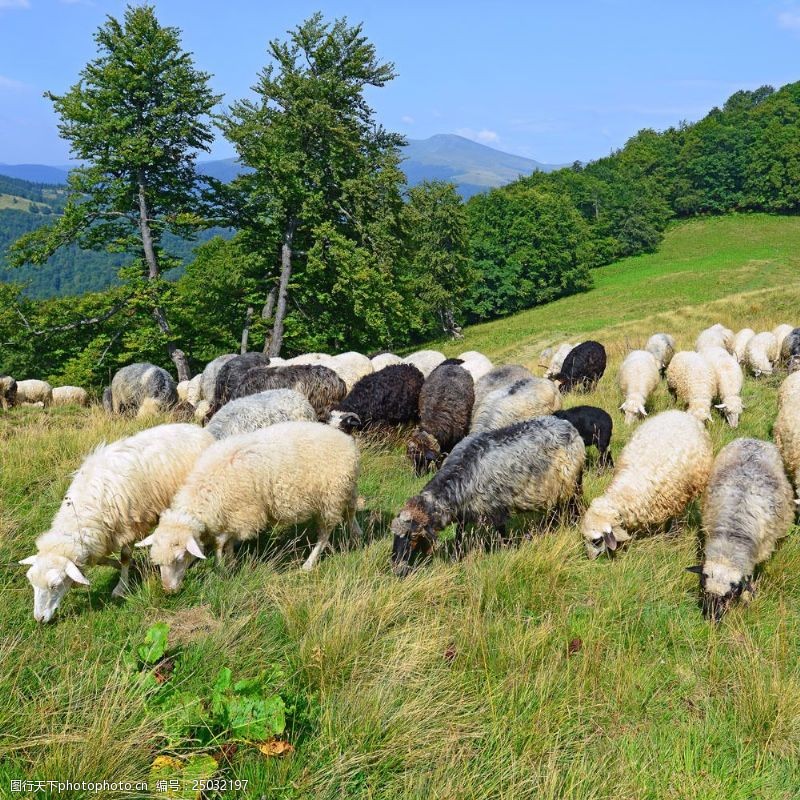 牧羊草地吃草的羊群图片