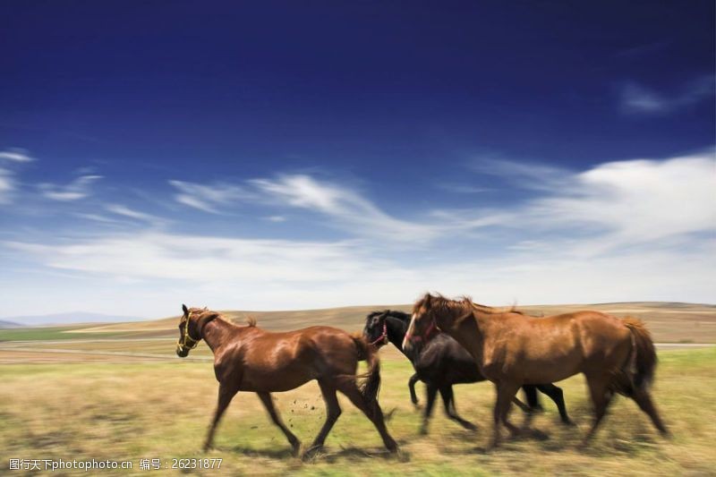奔跑的马大草原上的骏马图片