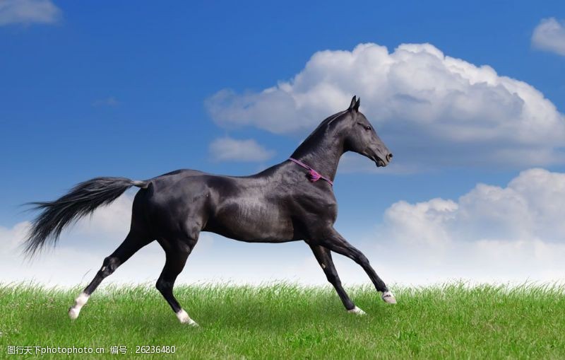 奔跑的马草原上奔跑的黑色骏马图片