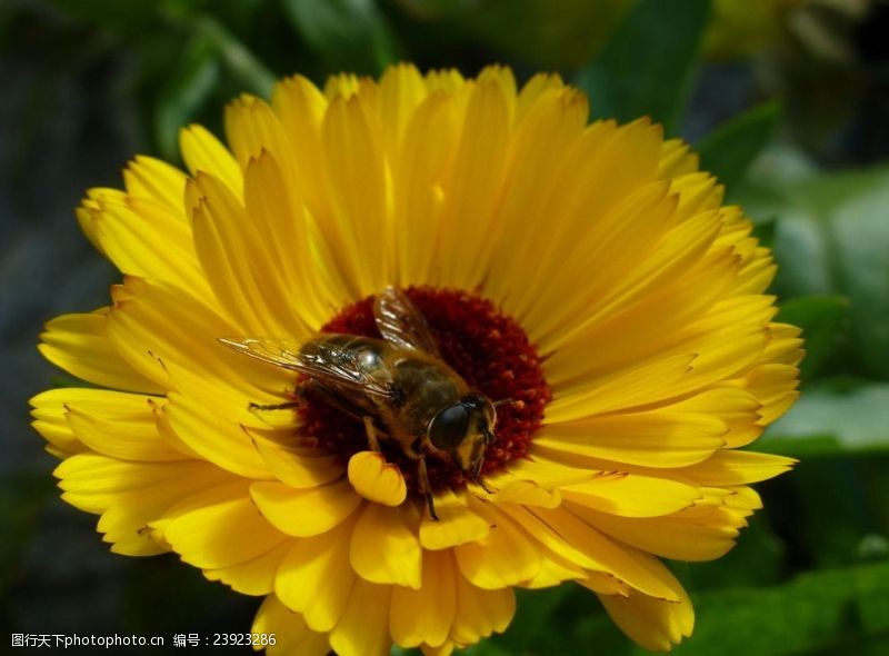 黄蜜黑色蜜蜂采花
