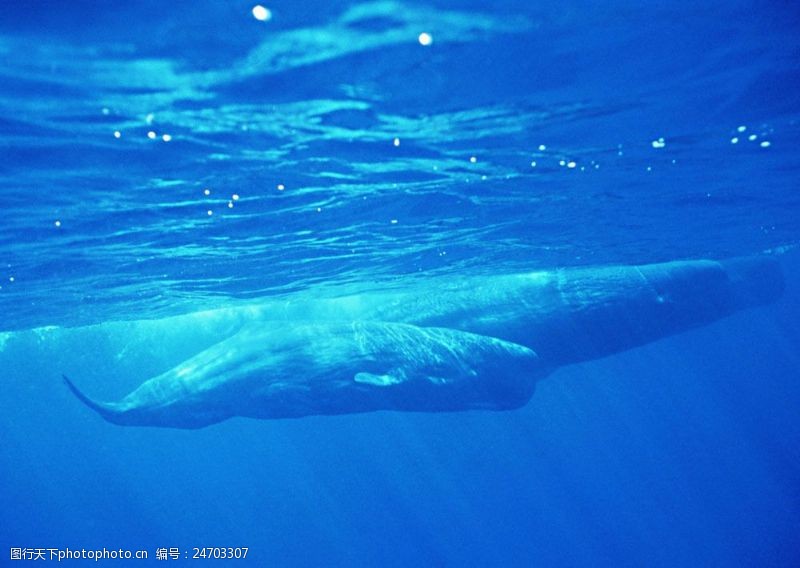 水中动物鲸鱼摄影图片