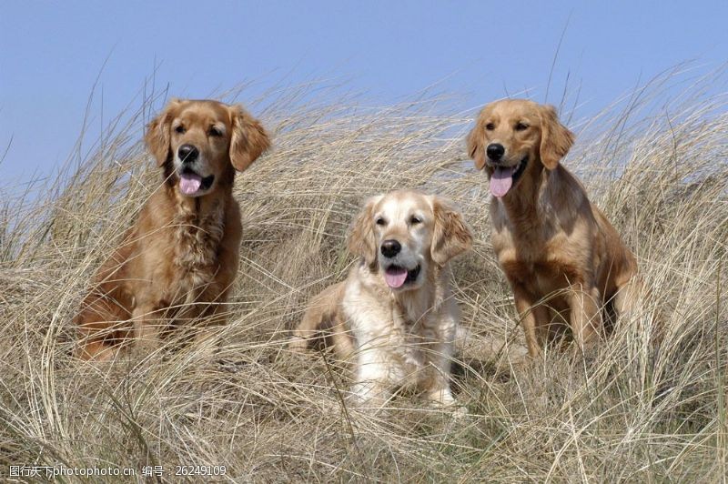 小狗名片枯草丛中的三只狗图片