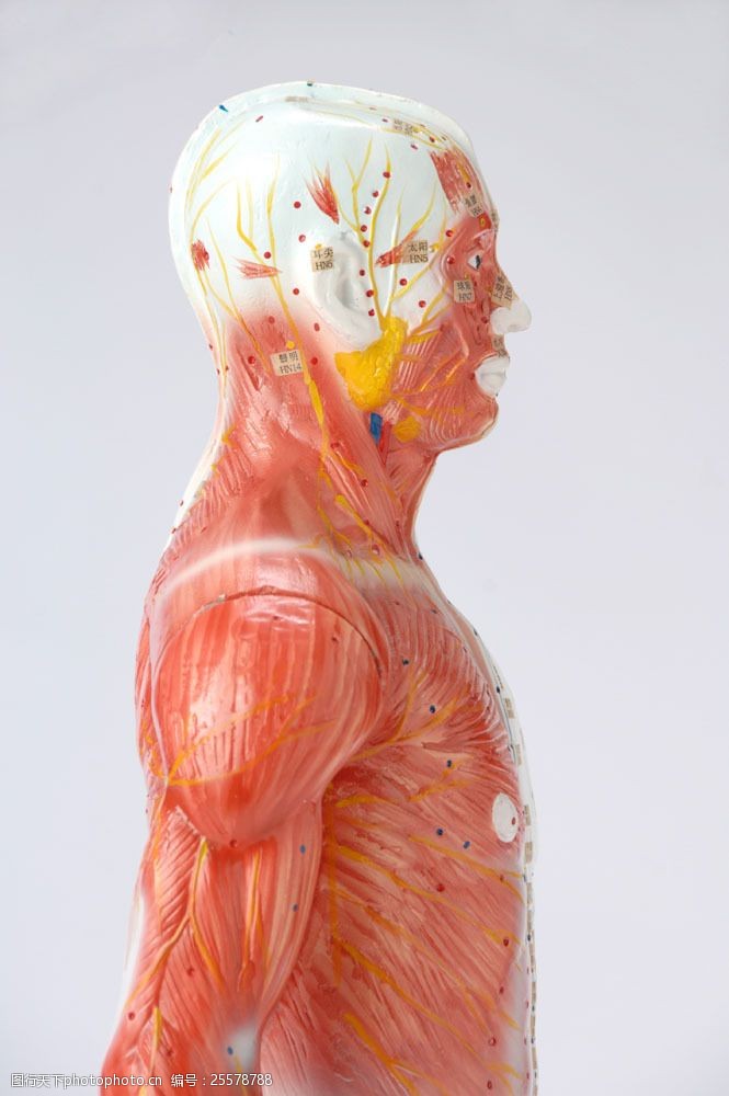 身体器官男性上身部位血管肌肉组织图片
