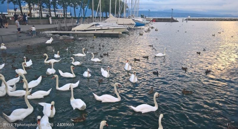 瑞士风光瑞士日内瓦湖边的天鹅