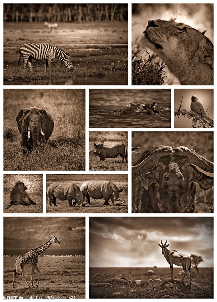 白鹿素材非洲动物黑白照片图片