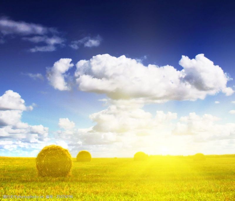金灿灿的麦田蓝天白云下的金色麦堆图片