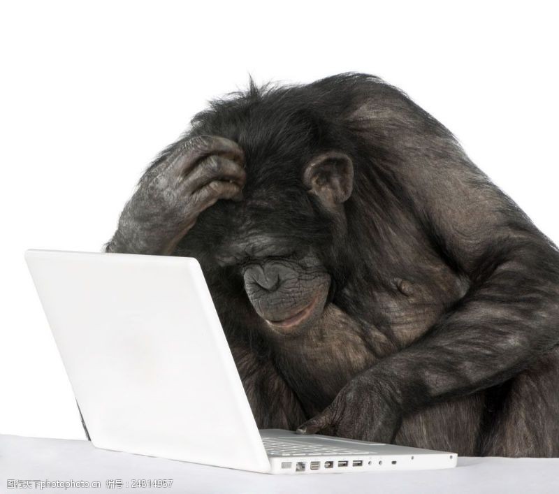 笔记本电脑玩电脑的猩猩图片