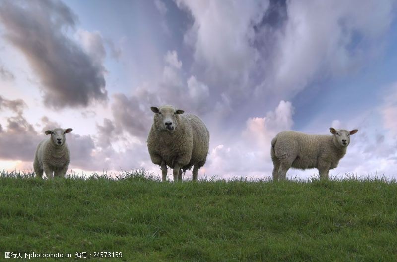 牧羊草原上的绵羊图片