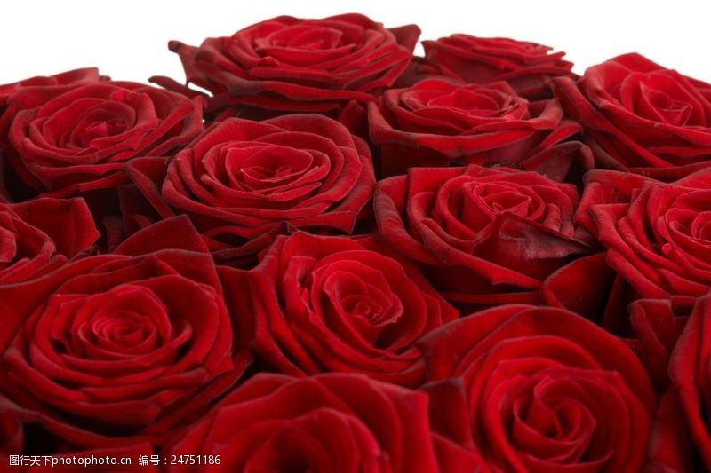 情人节礼物红色玫瑰花图片