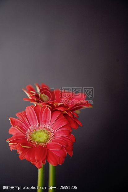 多彩菊花灰色背景中的两朵红花