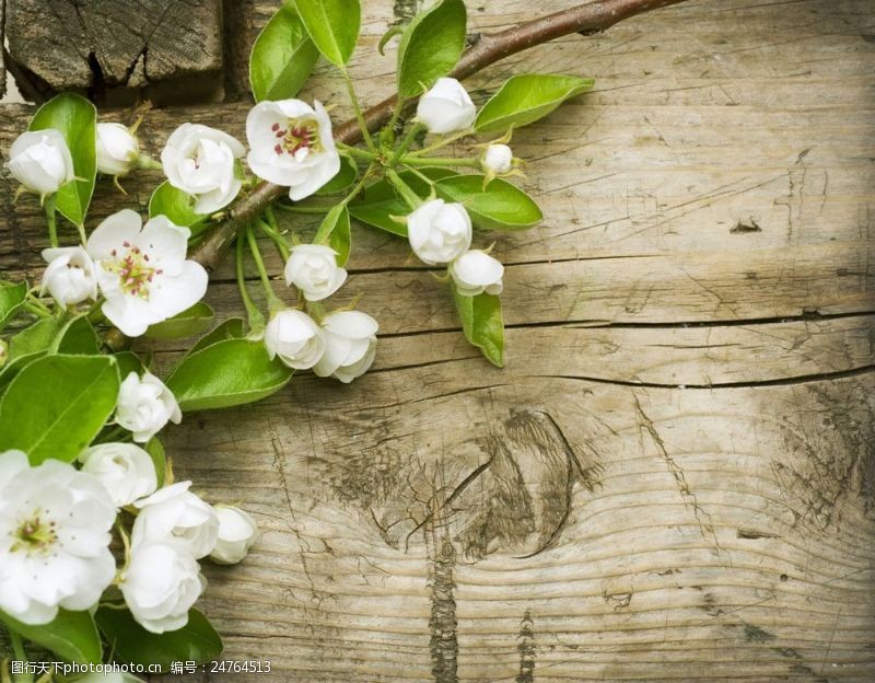 梨图片素材梨花与木板背景图片