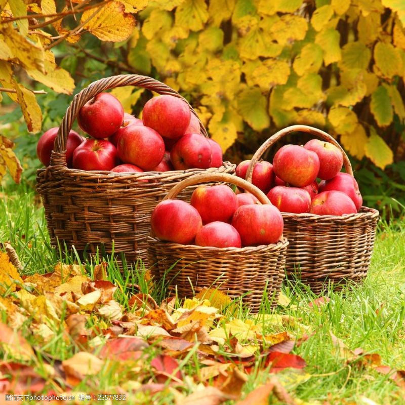 菜篮子草地篮子里的红苹果图片