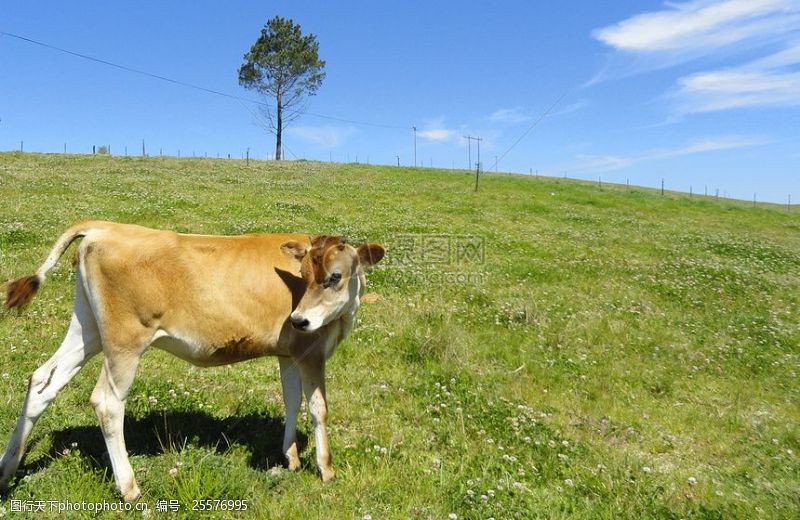 绿色农业草地上的黄牛