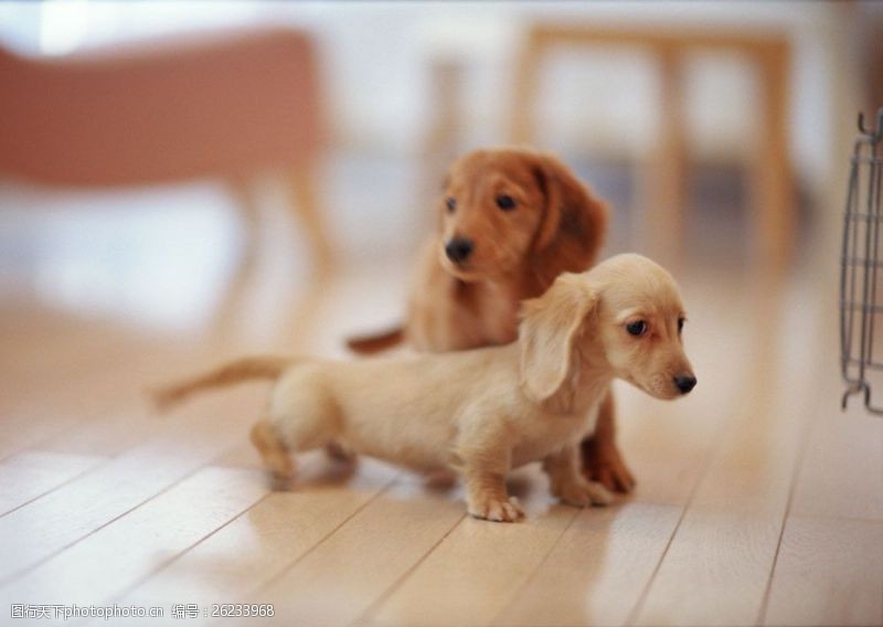 宠物犬名片地板上的两只宠物狗图片