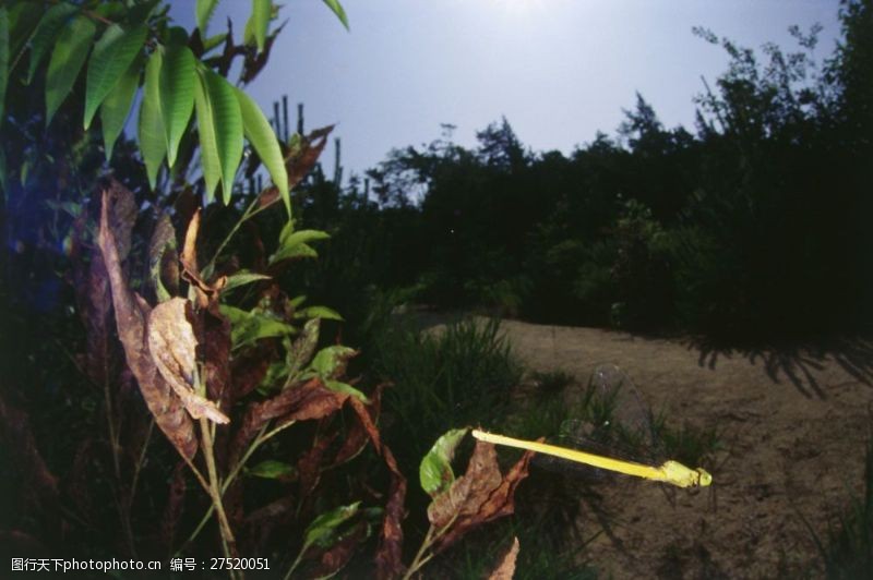 环境日林中飞翔的小蜻蜓图片