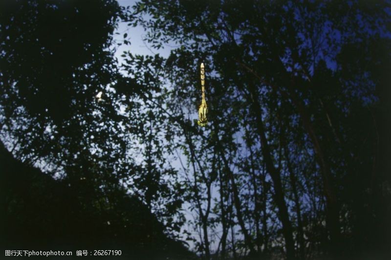 丛飞树林中飞翔的蜻蜓图片