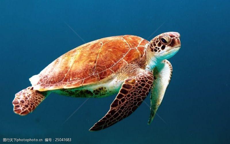深水鱼海自然松弛缺水蓝色体育深干净水下龟野生动物礁鱼